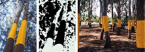 A Brand New Day event in Auroville's eucalyptus tope