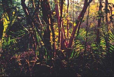Light on a winter dawn