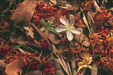 Fallen leaves in summer