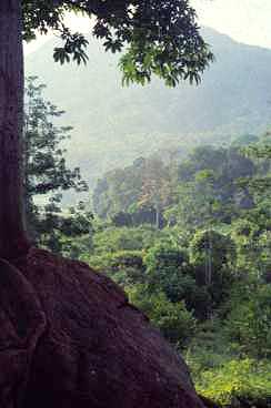 A view from the Palani Hills