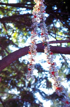 flowers and light..