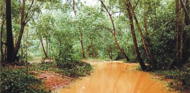Pitchandikulam Ethno Medicinal Forest now