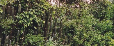 Live Hedges preserved in Ethno Medicinal Forest