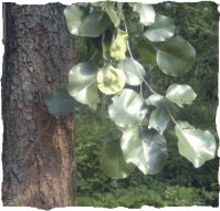 A Rare, Endangered and Threatened Species preserved in Pitchandikulam Ethno Medicinal Forest