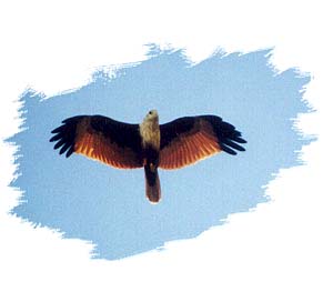 Brahminy Kite