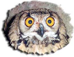 Great Horned Owl
