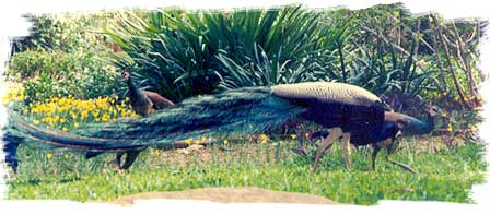 Peacocks