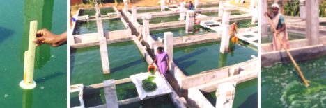 The Spirulina farm in Simplicity has 7 separate ponds for cultivation, where the culture is stirred by hand.