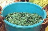 The harvested product.