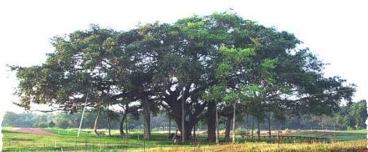 The banyan tree at the centre of Auroville