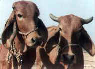 Priya and Pamela, tow of our Gir milk cows