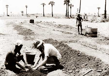 The first Aurovilians dug, planted and watered