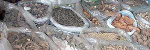 Traditional herbs used by the Adivasi healers
