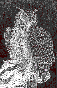 Indian great horned owl