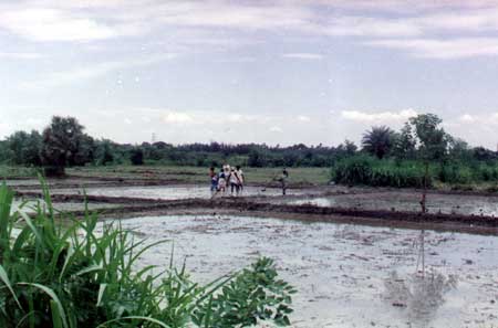 Preparing rice fields for seedling planting