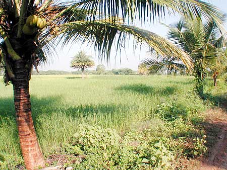 Rice fields before harvesting