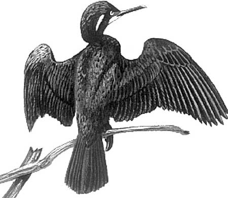 Cormorant