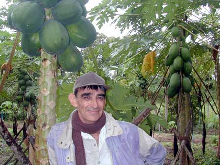 Jeff relaxing against a papaya tree at Discipline farm