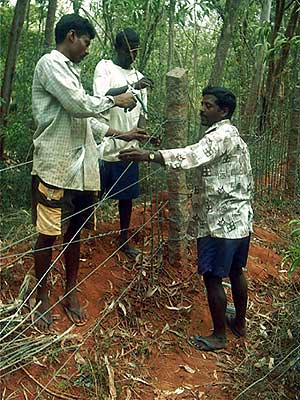 Auroville greenworkers