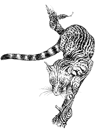 Civet cat, by Eric