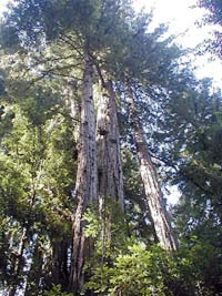 The Giants, tall, ancient, unique and majestic Redwood trees, silently surround and guard this year's gathering