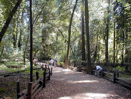 The Redwood forest surrounding the meeting place will provide the participants with moments of quiet and contemplation