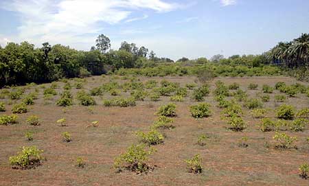 Cashew panorama in AuroAnnam
