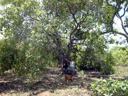 The oldest cashew tree in the area..
