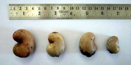 Cashew sizes, from left to right: cashew grown with E.M. technology; with B.D.;  the last two cultivated under pesticides.