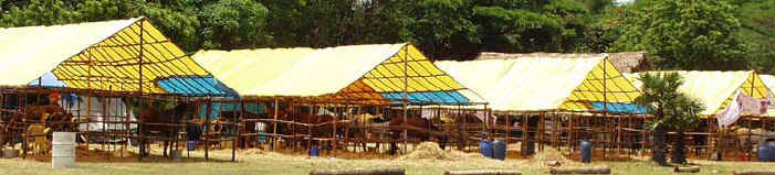 In total, 78 beautiful south Indian horses of different breeds shared the ground for 3-4 days using temporary stables..
