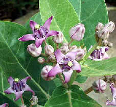 Calotropis procera, Mudar. Mother's name for this flower is "courage: bold, it faces all dangers".